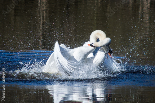 Swan males fighting over a female