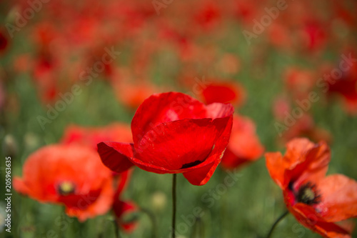 Open Red Poppy in a Field of Poppies, Spring in the South of France