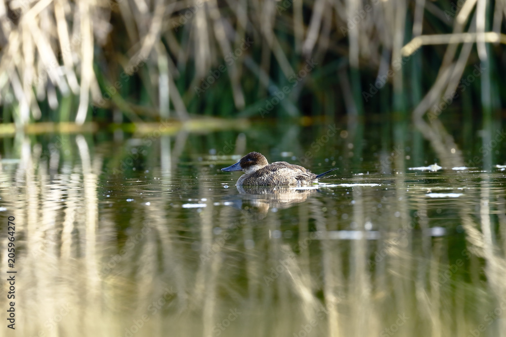 Pato puna (Anas puna)