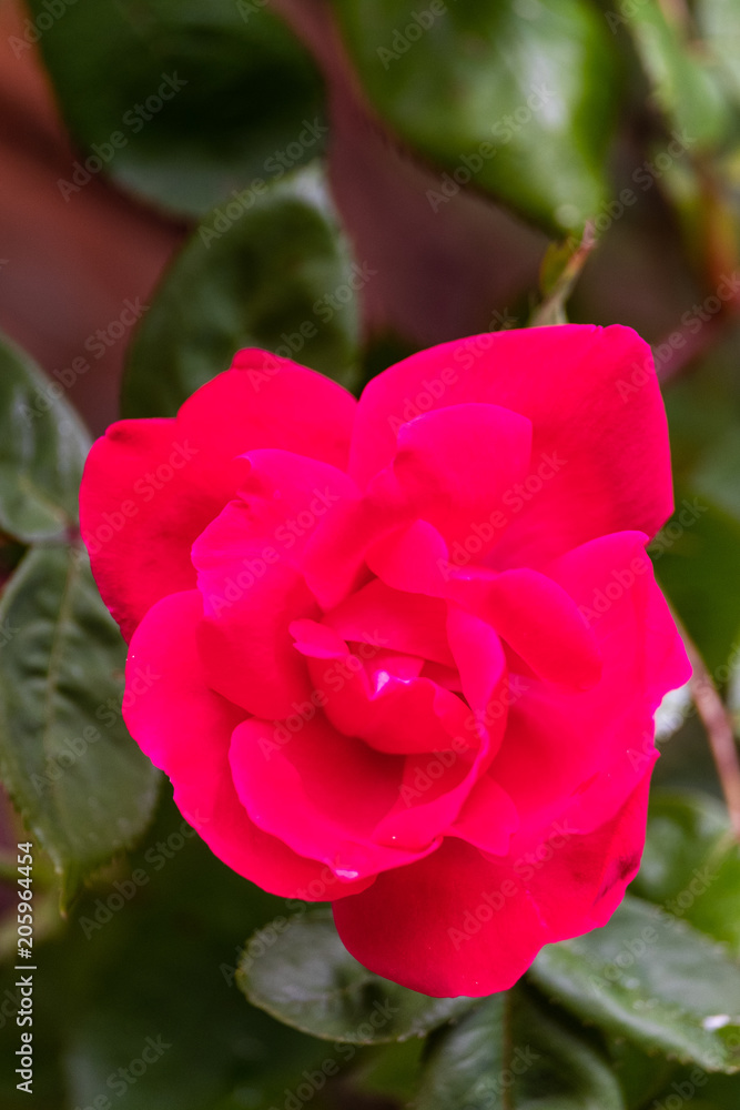 Rose petals bright and in bloom with water Rose petals bright and in bloom with water