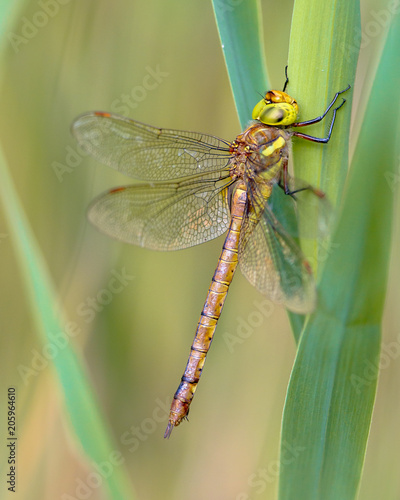 Green eyed hawker resting in reed vegetation photo