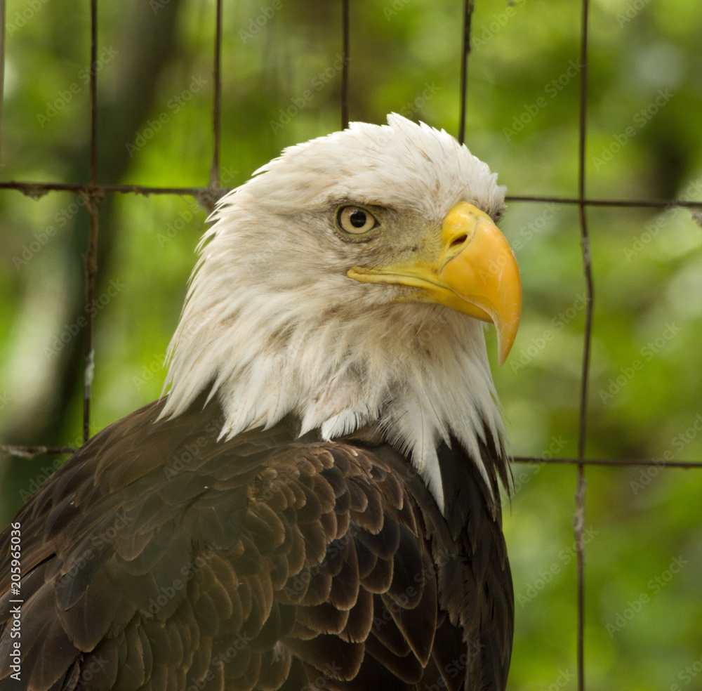 Obraz premium Bald Eagle 