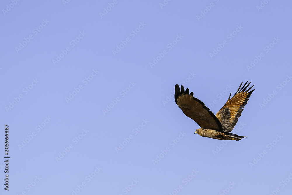 Obraz premium Caracolero