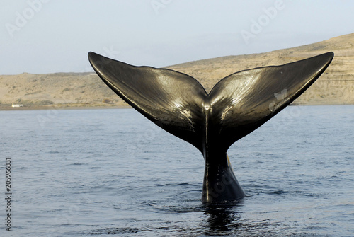 Whales in Puerto Madryn, province of Chubut, Argentina photo