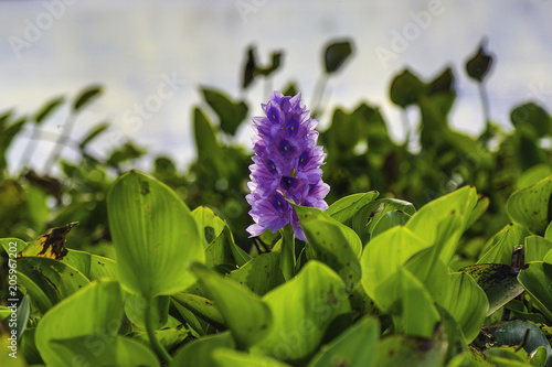 Flor de Camalote photo