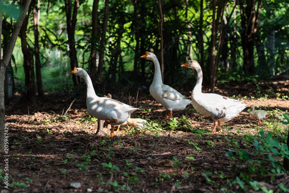 White goose walking in a garden White goose walking in a garden