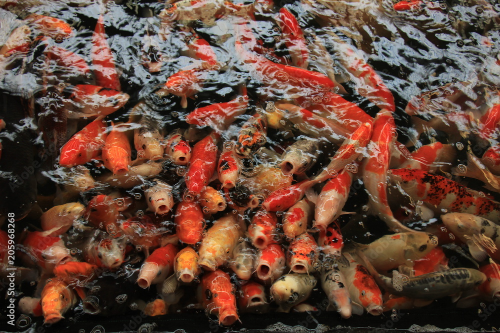 Colorful Koi Carps Colorful Koi Carps
