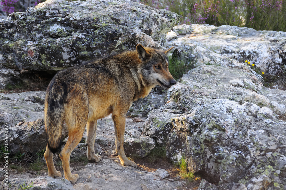 Iberian wolf Iberian wolf