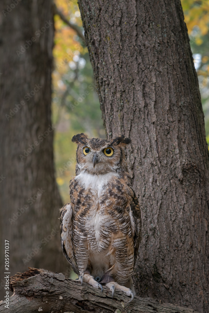 Fototapeta premium Great Horned Owl with Fall Foliage Background