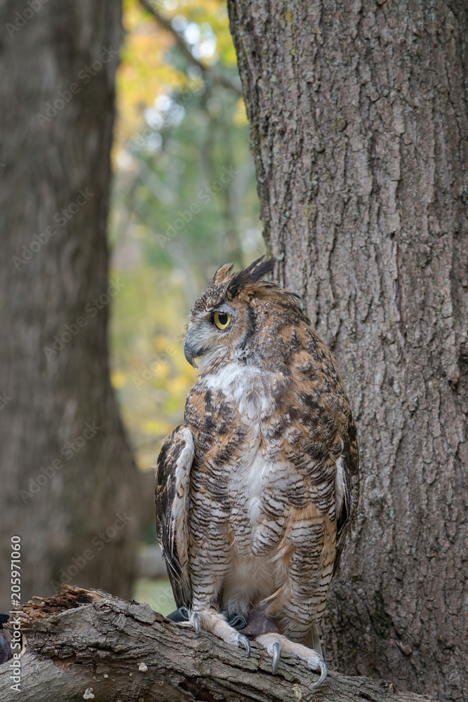 Great Horned Owl with Fall Foliage Background Great Horned Owl with Fall Foliage Background