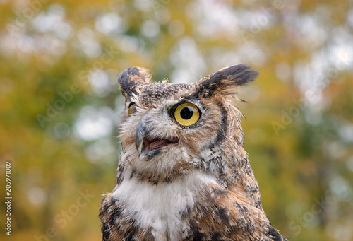 Great Horned Owl with Fall Foliage Background