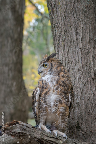 Great Horned Owl with Fall Foliage Background