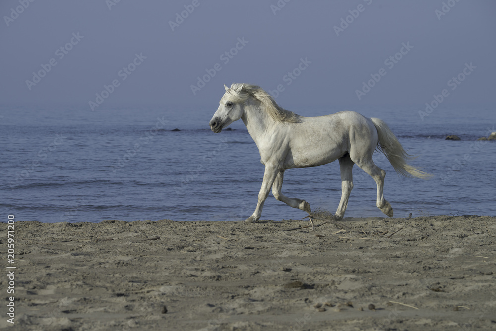 White stallion running on the beach White stallion running on the beach