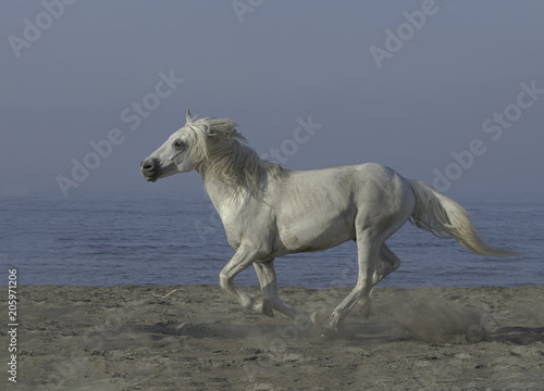 White stallion running on the beach
