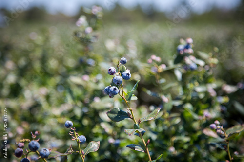 Picking Fresh Blueberries photo