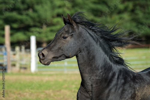 Black Arabian Stallion Running in a Pasture © Lori Labrecque