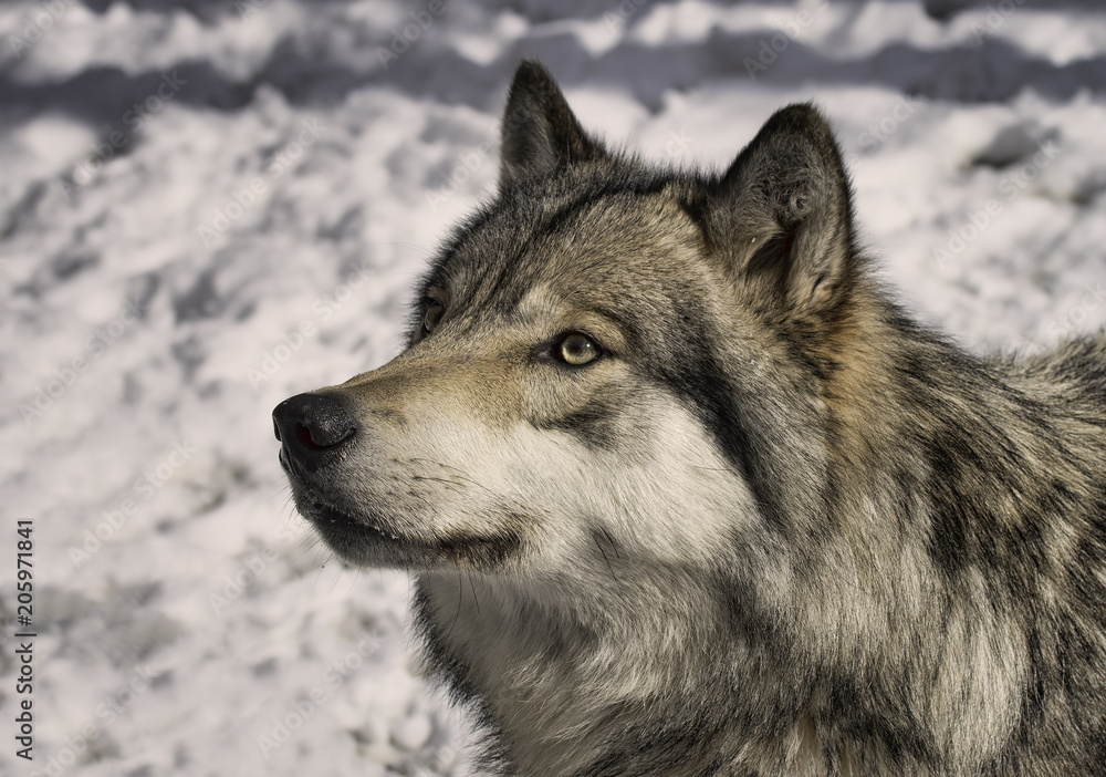 Gray wolf in the snow Gray wolf in the snow