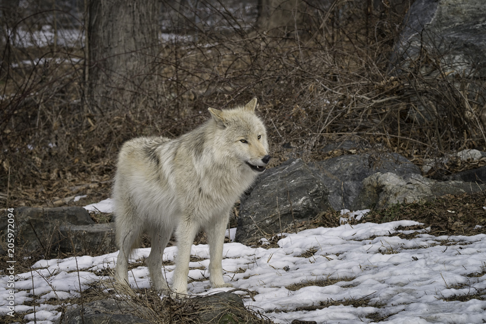Obraz premium Gray wolf in the snow