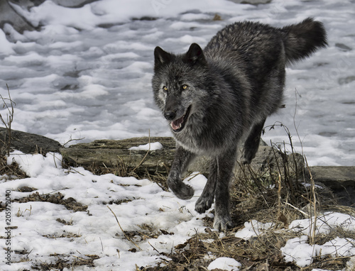 Black Timber Wolf (also known as a Gray or Grey Wolf) jumping over a log on snow covered ground