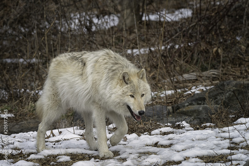 Gray wolf in the snow