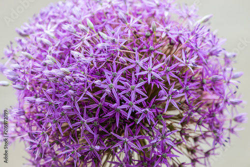 Purple allium onion garden flower
