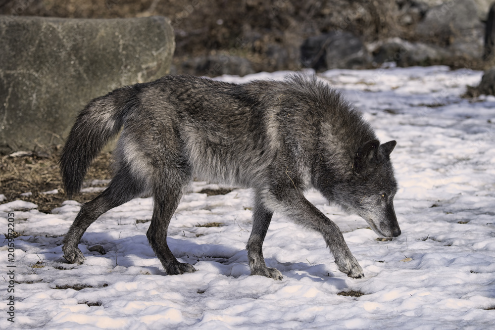 Fototapeta premium Black Timber Wolf (also known as a Gray or Grey Wolf) Walking in the Snow