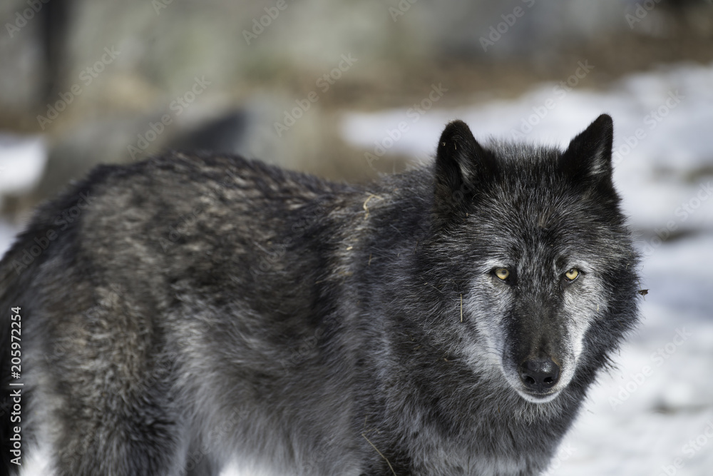 Gray wolf in the snow