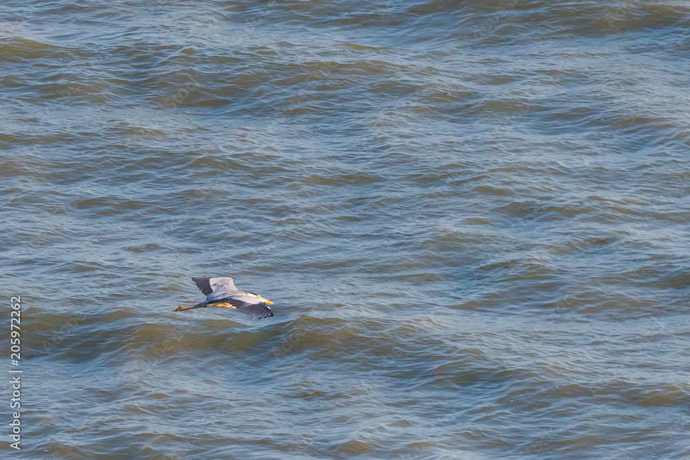 Fototapeta premium A heron hunting in the sea. Grey heron on the hunt