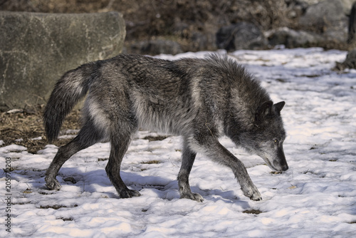 Black Timber Wolf (also known as a Gray or Grey Wolf) Walking in the Snow © Lori Labrecque