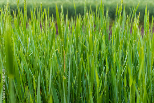 Green grass natural background © rostovdriver