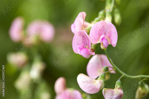 Fototapeta Naklejka Na Ścianę i Meble -  sweet pea flowers