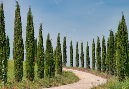 Bild auf Leinwand Rows of Cypress Trees in the Tuscan Countryside
