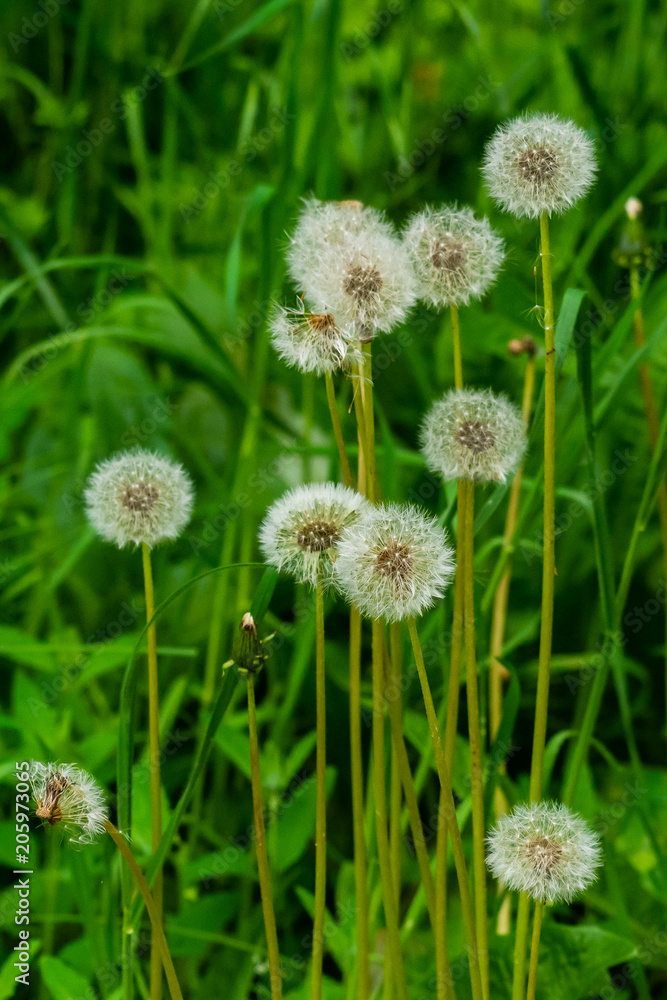 Fluffy dandelion flower against the background of the summer landscape Fluffy dandelion flower against the background of the summer landscape