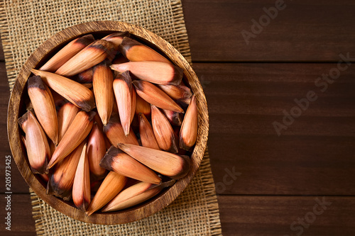 Chilenische Pinones Pinienkerne der Chilenischen Araukarie (lat. Araucaria araucana), die in Chile gekocht als Snack oder püriert als Kochzutat benutzt werden