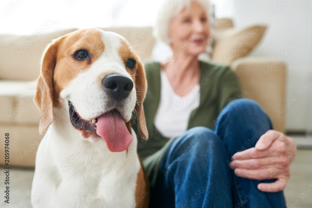 Portrait of gorgeous purebred beagle dog sitting with his senior owner on floor at home enjoying time together, focus on foreground, copy space Portrait of gorgeous purebred beagle dog sitting with his senior owner on floor at home enjoying time together, focus on foreground, copy space