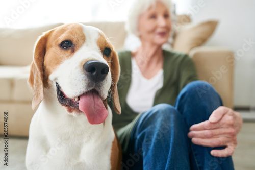 Portrait of gorgeous purebred beagle dog sitting with his senior owner on floor at home enjoying time together, focus on foreground, copy space
