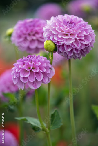 Εκτύπωση καμβά Purple dahlias in a garden