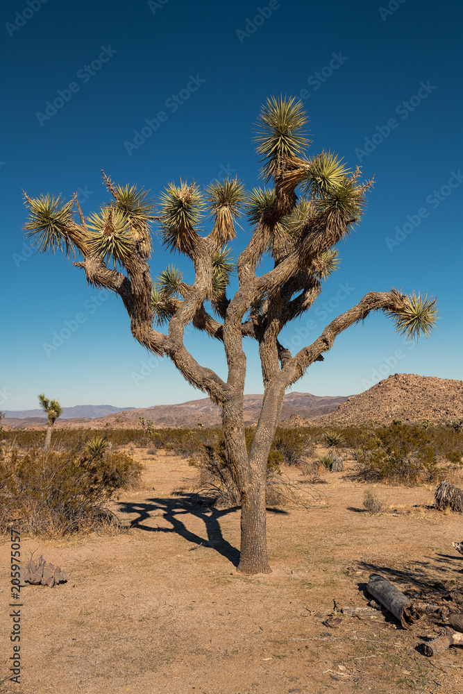 Fototapeta premium Joshua Trees located in Joshua Tree National Park, Twentynine Palms, California