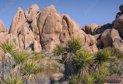 Yucca plants and rock formations located in Joshua Tree National Park, Twentynine Palms, California