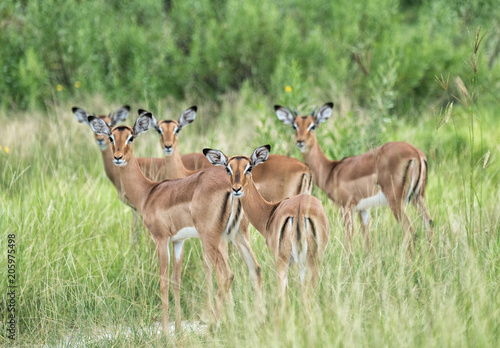 Herd of alert female impala in Botswana
