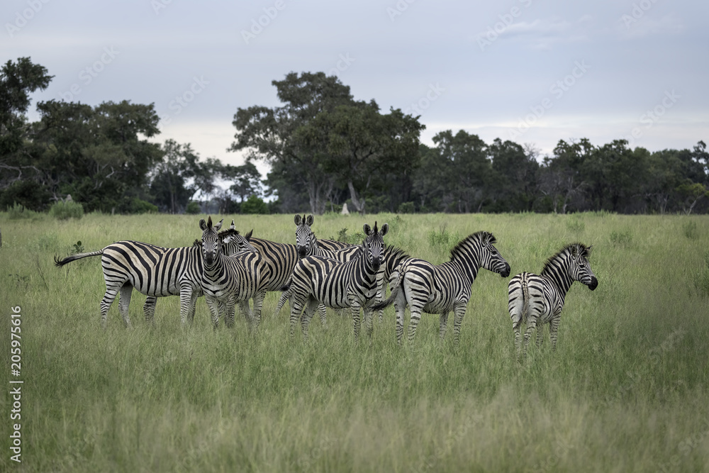Fototapeta premium Herd of zebra on the savanna of the Okavango Delta in Botswana