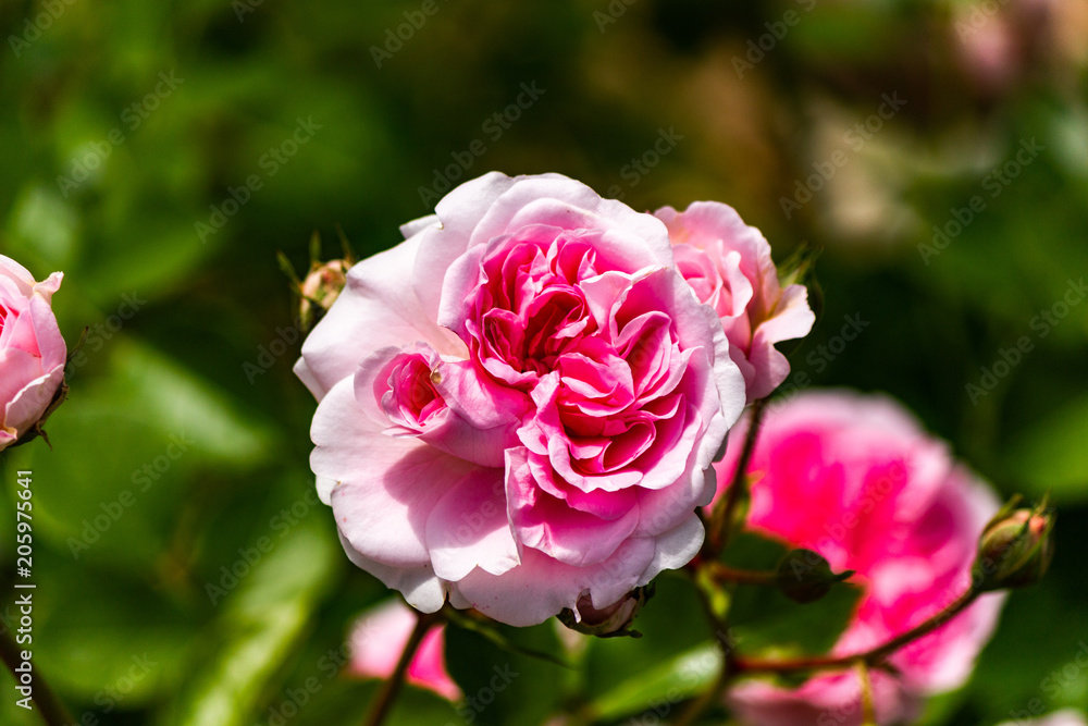 A flower taken at the Rose-ji Temple rose garden in Nara prefecture