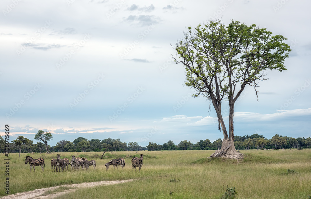 Herd of zebra under a tree in Botswana