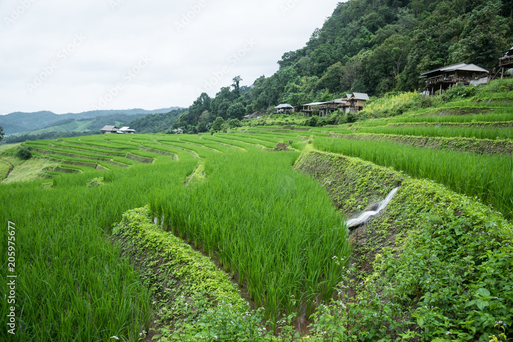 Beautiful scenery during  of the Pa Pong Piang rice terraces(paddy field) at Mae-Jam,Chaingmai Province in Thailand.