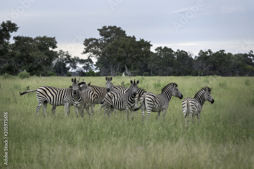 Herd of zebra on the savanna of the Okavango Delta in Botswana
