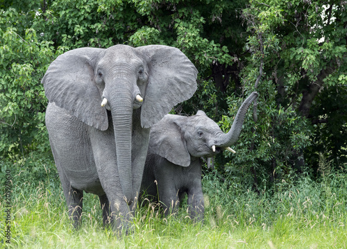 Photography Mother elephant with baby raising trunk