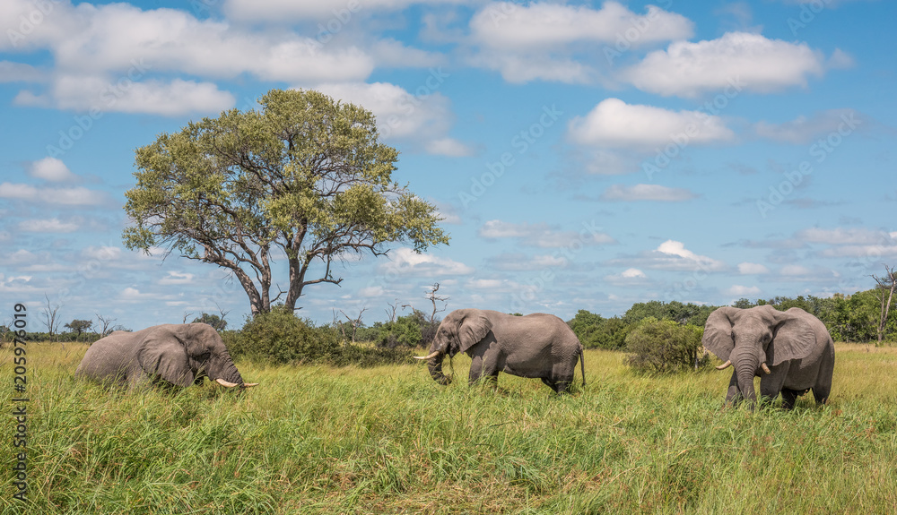 Three elephants grazing on lush grasses surrounding a watering hole on the Okavango Delta in Botswana Three elephants grazing on lush grasses surrounding a watering hole on the Okavango Delta in Botswana