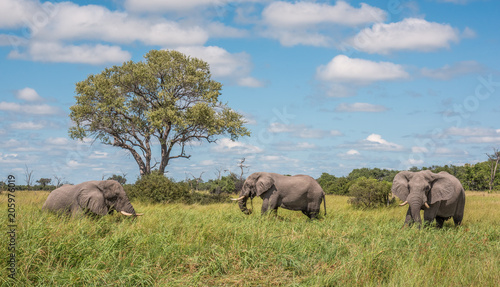 Three elephants grazing on lush grasses surrounding a watering hole on the Okavango Delta in Botswana