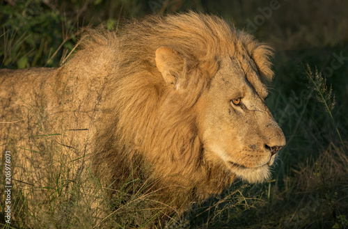 A male lion emerges from a thicket of trees to hunt for his evening meal in Botswana