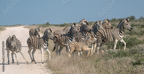 A herd of zebra cross a road in Namibia  but one seems indecisive